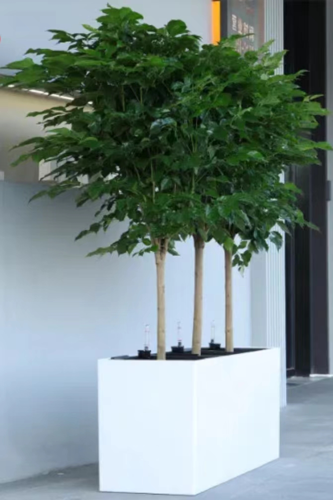 Decorative plants